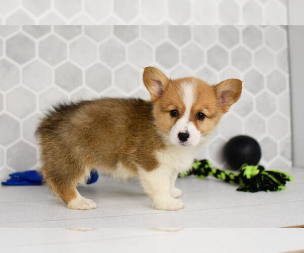 Medium Photo #34 Pembroke Welsh Corgi Puppy For Sale in MIDDLEBURY, IN, USA