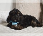 Small #20 Cavapoo