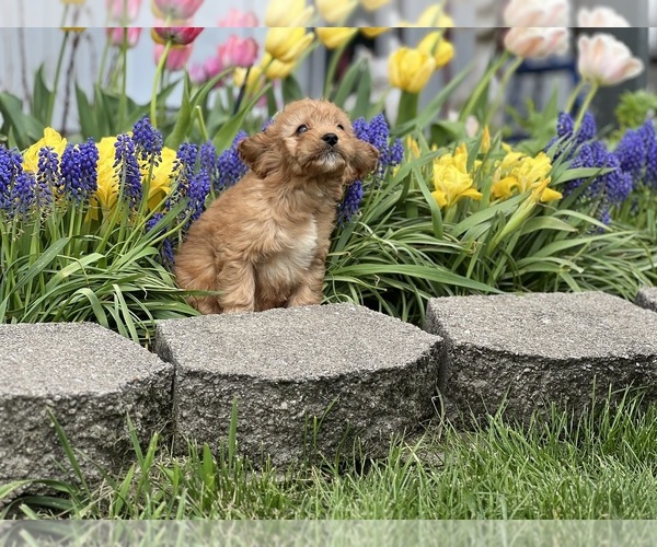 Medium Photo #2 Cavapoo (Miniature) Puppy For Sale in DUNDEE, OH, USA