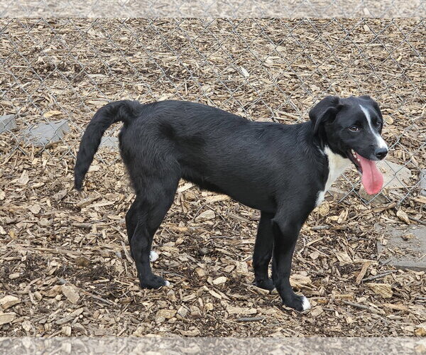 Medium Photo #7 Labrador Retriever Puppy For Sale in Bloomingdale, NJ, USA