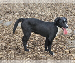 Ricky - Male Labrador Retriever Dog for Adoption - Photo #4