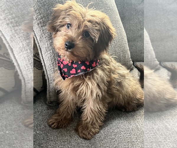 Medium Photo #5 Yorkipoo Puppy For Sale in RICHMOND, IL, USA