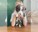 Small #7 Border-Aussie