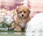 Small Photo #1 YorkiePoo Puppy For Sale in MARIETTA, GA, USA
