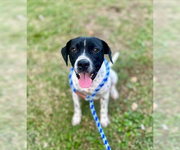 Medium Photo #1 English Coonhound-Unknown Mix Puppy For Sale in Tulsa, OK, USA