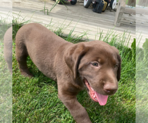 Labrador Retriever Puppy for sale in DECATUR, IN, USA