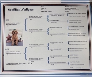 Mother of the Goldendoodle puppies born on 04/24/2023
