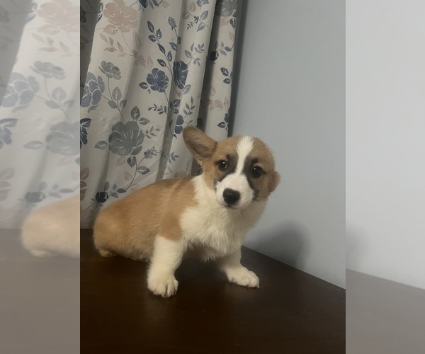 Medium Photo #32 Pembroke Welsh Corgi Puppy For Sale in DURHAM, CT, USA