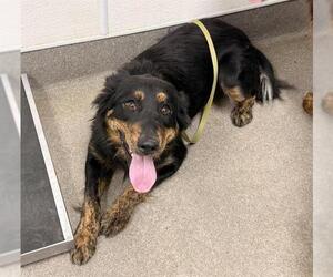 Border Collie-Unknown Mix Dogs for adoption in HESPERIA, CA, USA