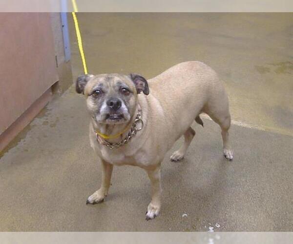 Medium Photo #1 Pug-Unknown Mix Puppy For Sale in Sacramento, CA, USA
