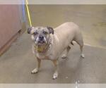 Small Pug Mix