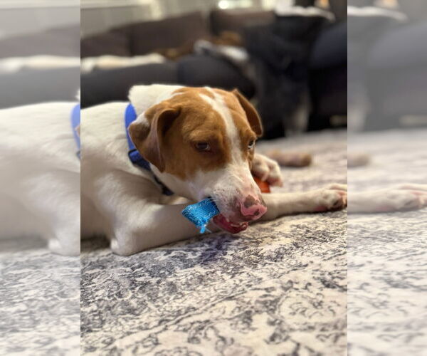 Medium Photo #4 Mutt Puppy For Sale in New London, WI, USA