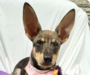 Mutt Dogs for adoption in San Ramon, CA, USA