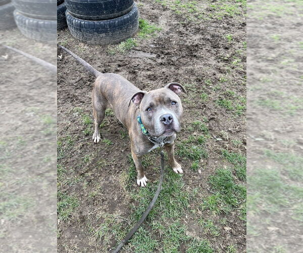 Medium Photo #8 American Pit Bull Terrier-Unknown Mix Puppy For Sale in Brewster, NY, USA