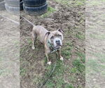 Small #7 American Pit Bull Terrier Mix