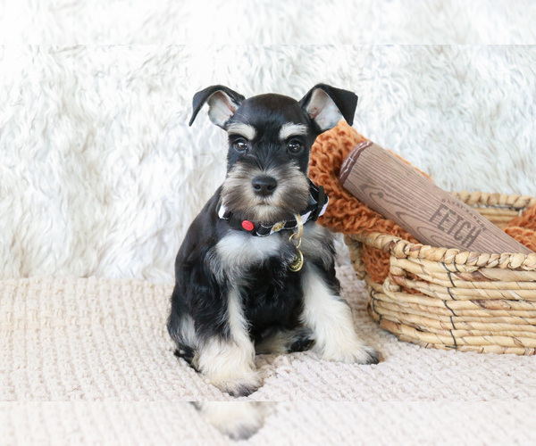 Medium Photo #4 Schnauzer (Miniature) Puppy For Sale in SYRACUSE, IN, USA