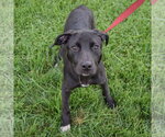 Small #3 Border Collie Mix