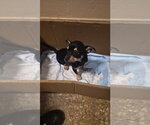 Small Photo #2 Chipin Puppy For Sale in Virginia Beach, VA, USA