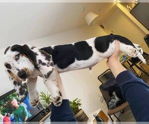Basset Hound Puppy for sale in AMARILLO, TX, USA