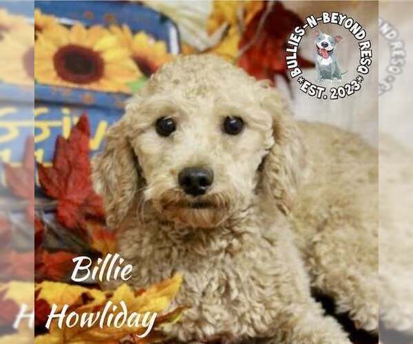 Medium Photo #4 Poodle (Miniature) Puppy For Sale in Omaha, NE, USA