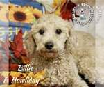 Small #3 Poodle (Miniature)