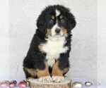 Small Photo #2 Bernese Mountain Dog Puppy For Sale in ATGLEN, PA, USA