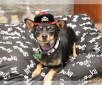 Small Miniature Pinscher Mix