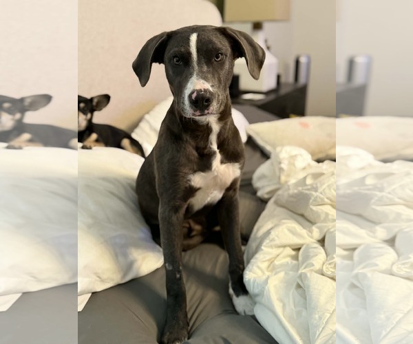 Medium Photo #8 Labrador Retriever-Unknown Mix Puppy For Sale in Alexander, AR, USA