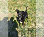 Small #2 Mutt
