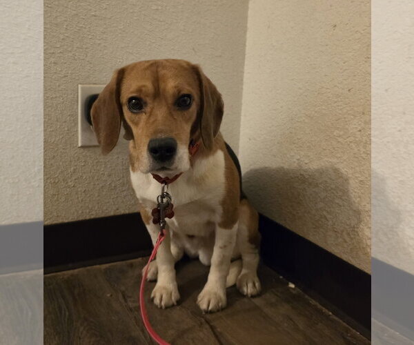 Medium Photo #7 Beagle Puppy For Sale in Las Vegas, NV, USA
