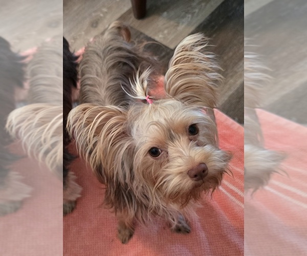 Medium Photo #1 Yorkshire Terrier Puppy For Sale in PENSACOLA, FL, USA