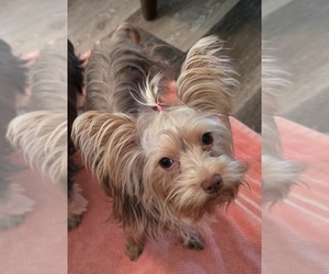 Yorkshire Terrier Puppy for sale in PENSACOLA, FL, USA