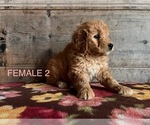 Small Photo #5 Goldendoodle Puppy For Sale in VERMONTVILLE, MI, USA