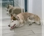 Small #4 Huskies -Siberian Husky Mix