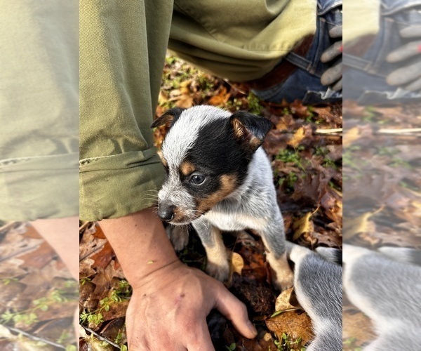 Medium Photo #2 Australian Cattle Dog Puppy For Sale in OREGON HOUSE, CA, USA