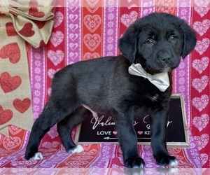 Anatolian Shepherd-Golden Retriever Mix Puppy for sale in LANCASTER, PA, USA