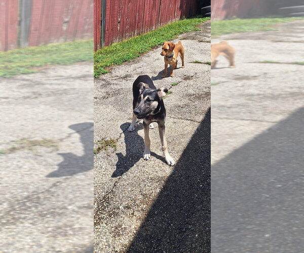 Medium Photo #2 Anatolian Shepherd-Unknown Mix Puppy For Sale in Aurora, IN, USA