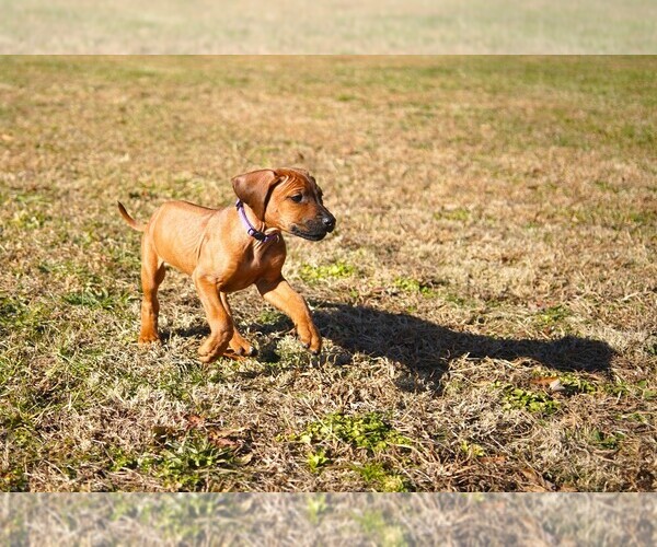 Medium Photo #6 Rhodesian Ridgeback Puppy For Sale in ONEIDA, TN, USA