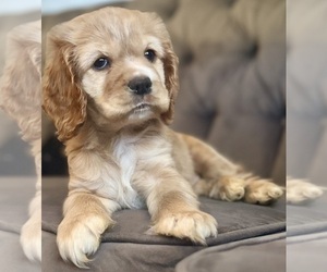 Cocker Spaniel Puppy for sale in COOLIDGE, AZ, USA