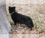 Small Photo #8 German Shepherd Dog Puppy For Sale in NOBLE, OK, USA