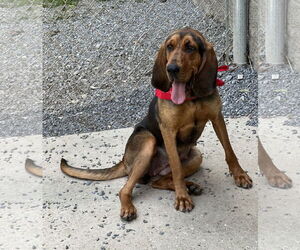 Bloodhound-Unknown Mix Dogs for adoption in Low Moor, VA, USA