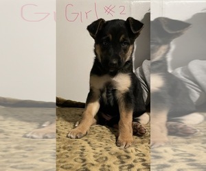German Shepherd Dog-Unknown Mix Puppy for sale in SPRINGFIELD, VA, USA
