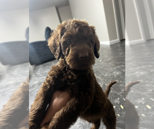 Medium Photo #3 Labradoodle Puppy For Sale in STONE MOUNTAIN, GA, USA