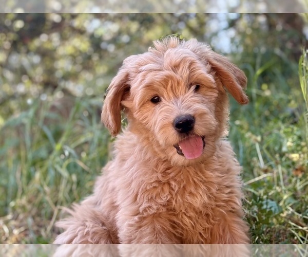 Medium Photo #7 Goldendoodle Puppy For Sale in VALLEY CENTER, CA, USA