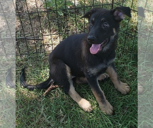 Medium Photo #1 German Shepherd Dog Puppy For Sale in FORT WORTH, TX, USA