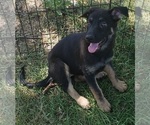 Small Photo #1 German Shepherd Dog Puppy For Sale in FORT WORTH, TX, USA