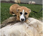 Small #5 American Pit Bull Terrier Mix
