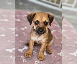 Border Terrier Dogs for adoption in Williamsburg, NM, USA