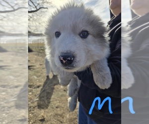 Great Pyrenees Puppy for sale in OAKLAND, MD, USA