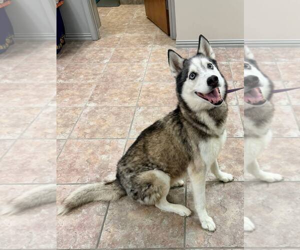Medium Photo #1 Siberian Husky Puppy For Sale in Carrollton, TX, USA